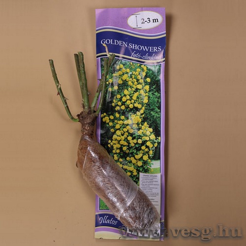 R�zsat�  Fut� - Golden Showers 1 t�