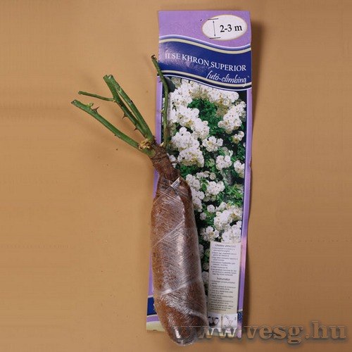 Rzsat Fut - Ilse Khron Superior 1 t