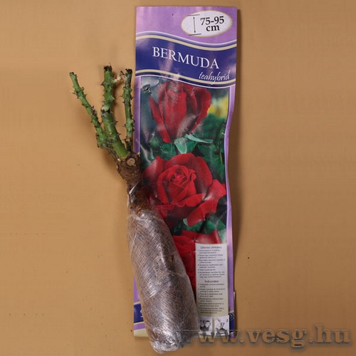 Rzsat Teahybrid - Bermuda 1 t