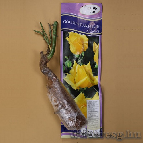 Rzsat Teahybrid - Golden Parfume 1 t