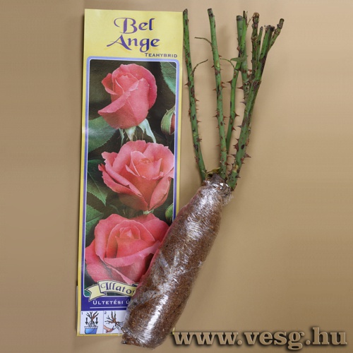 Rózsatő - Teahibrid - Bel Ange 1 tő