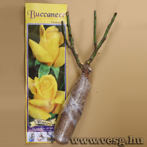 Rózsatő - Teahibrid - Buccaneer 1 tő