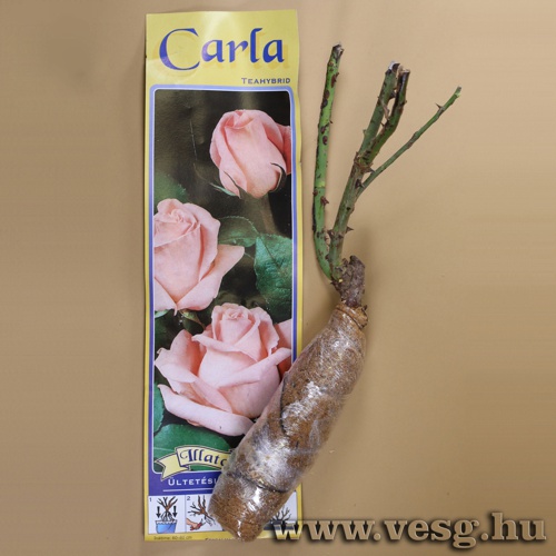 Rózsatő - Teahibrid - Carla 1 tő
