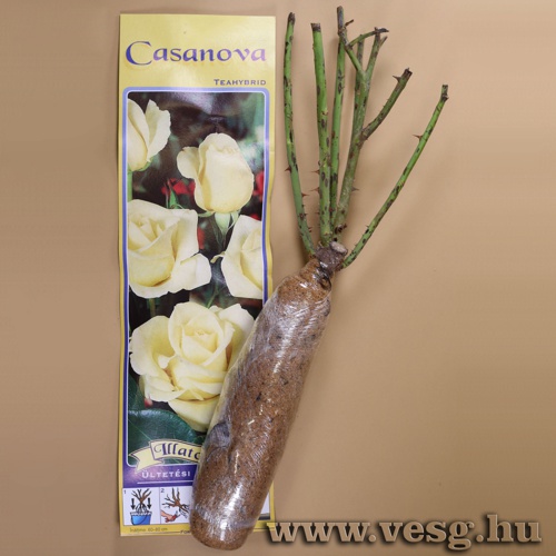 Rózsatő - Teahibrid - Casanova 1 tő