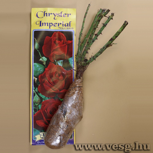 Rózsatő - Teahibrid - Crysler Imperial 1 tő