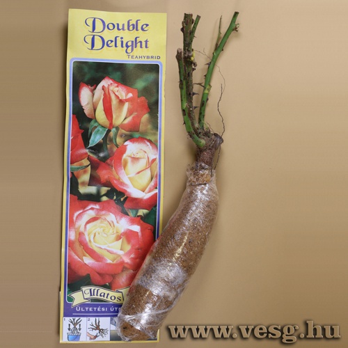 R�zsat� - Teahibrid - Double Delight 1 t�