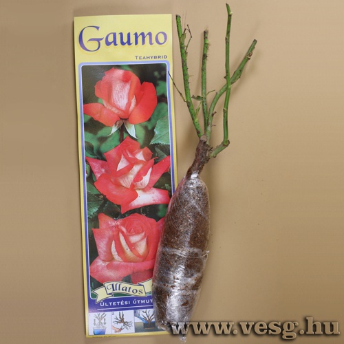 R�zsat� - Teahibrid - Gaumo 1 t�