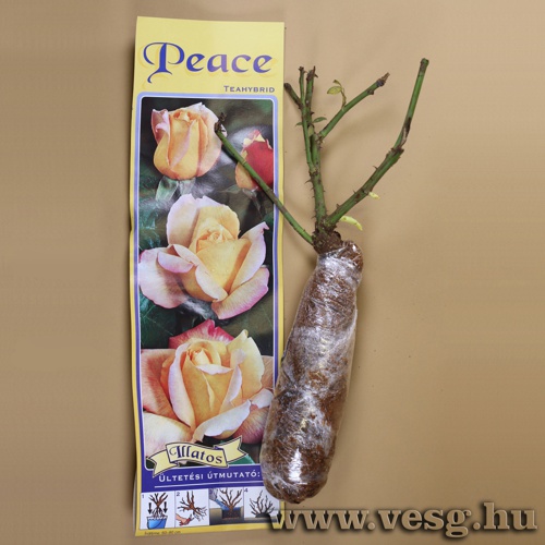R�zsat� - Teahibrid - Peace 1 t�