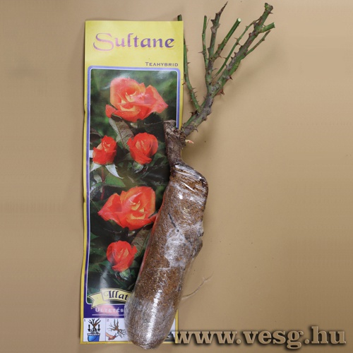R�zsat� - Teahibrid - Sultane 1 t�