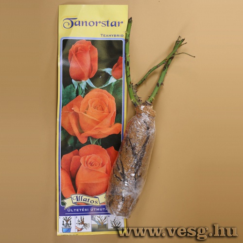R�zsat� - Teahibrid - Tanorstar 1 t�
